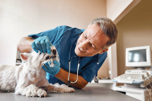Best Emergency Dental Care for Broken or Chipped Teeth in Oberlin, LA